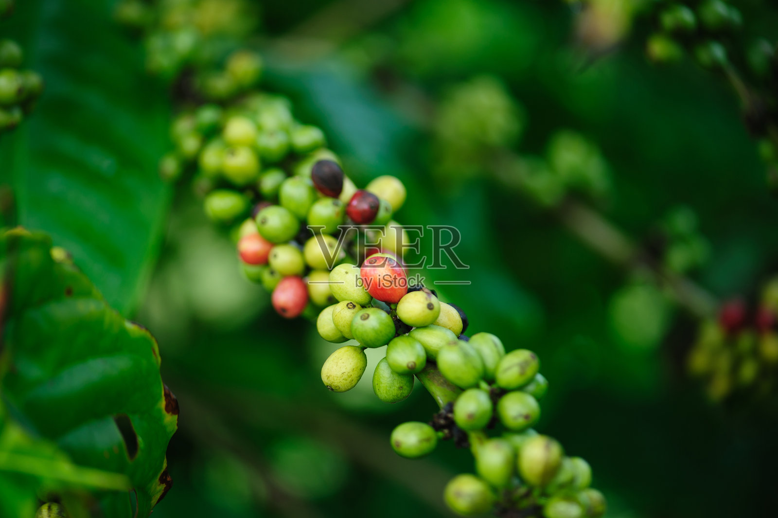 咖啡豆生长在树上照片摄影图片