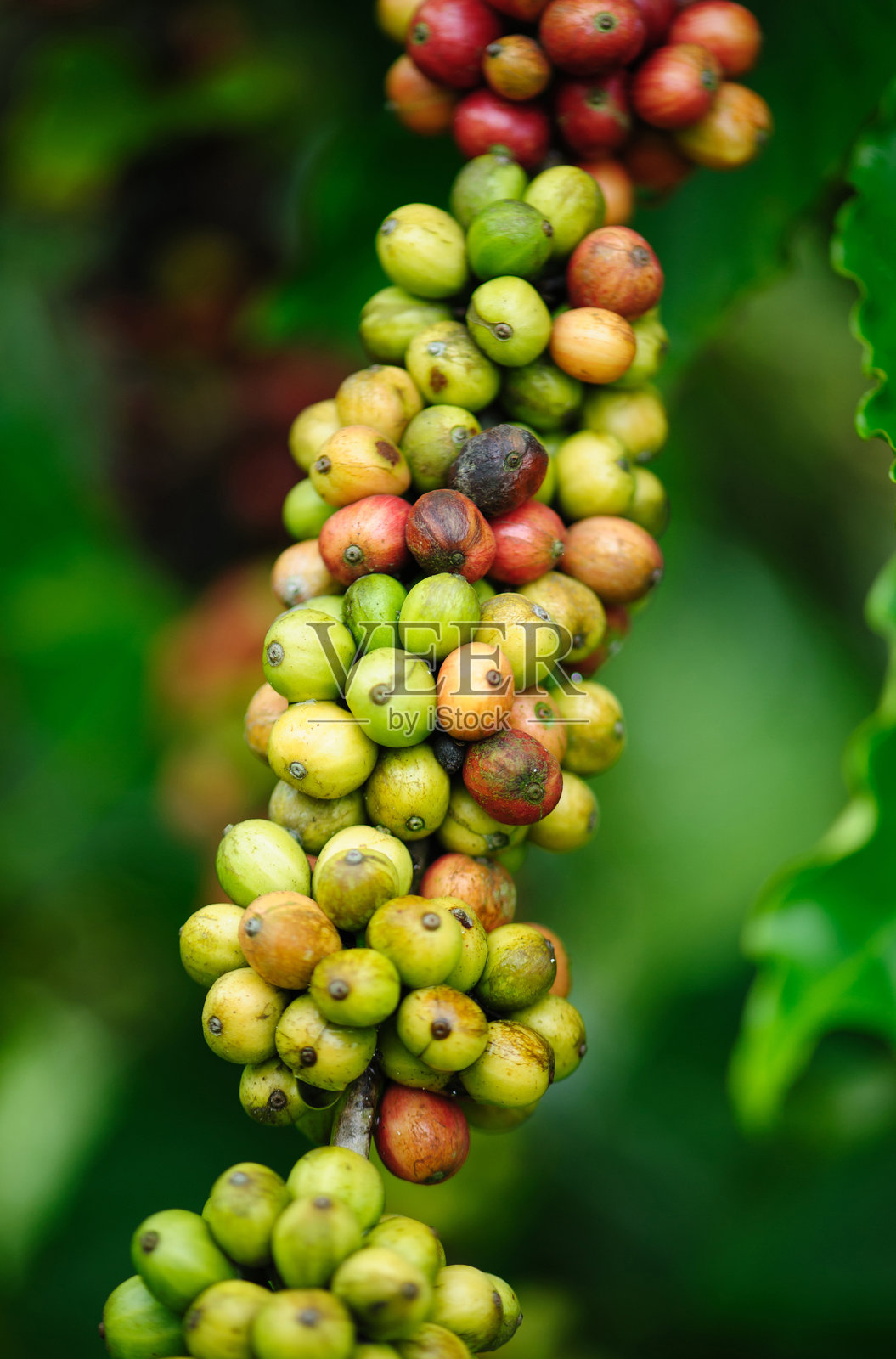 咖啡豆生长在树上照片摄影图片