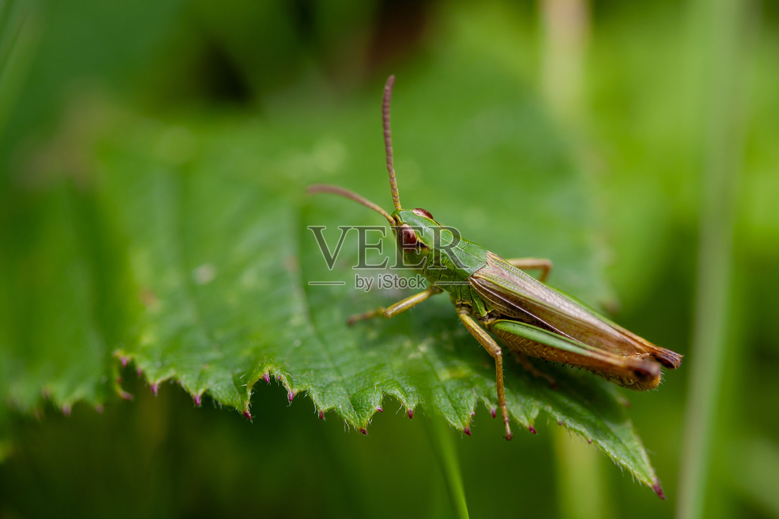 蚂蚱照片摄影图片