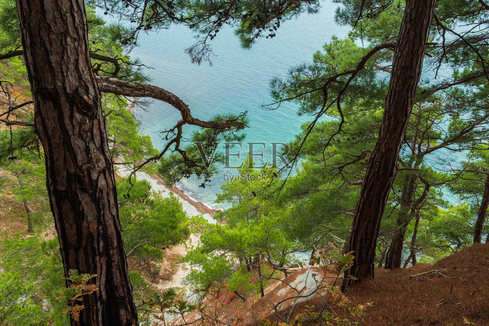 从悬崖顶端透过松树的绿枝俯瞰碧绿色的海水照片摄影图片