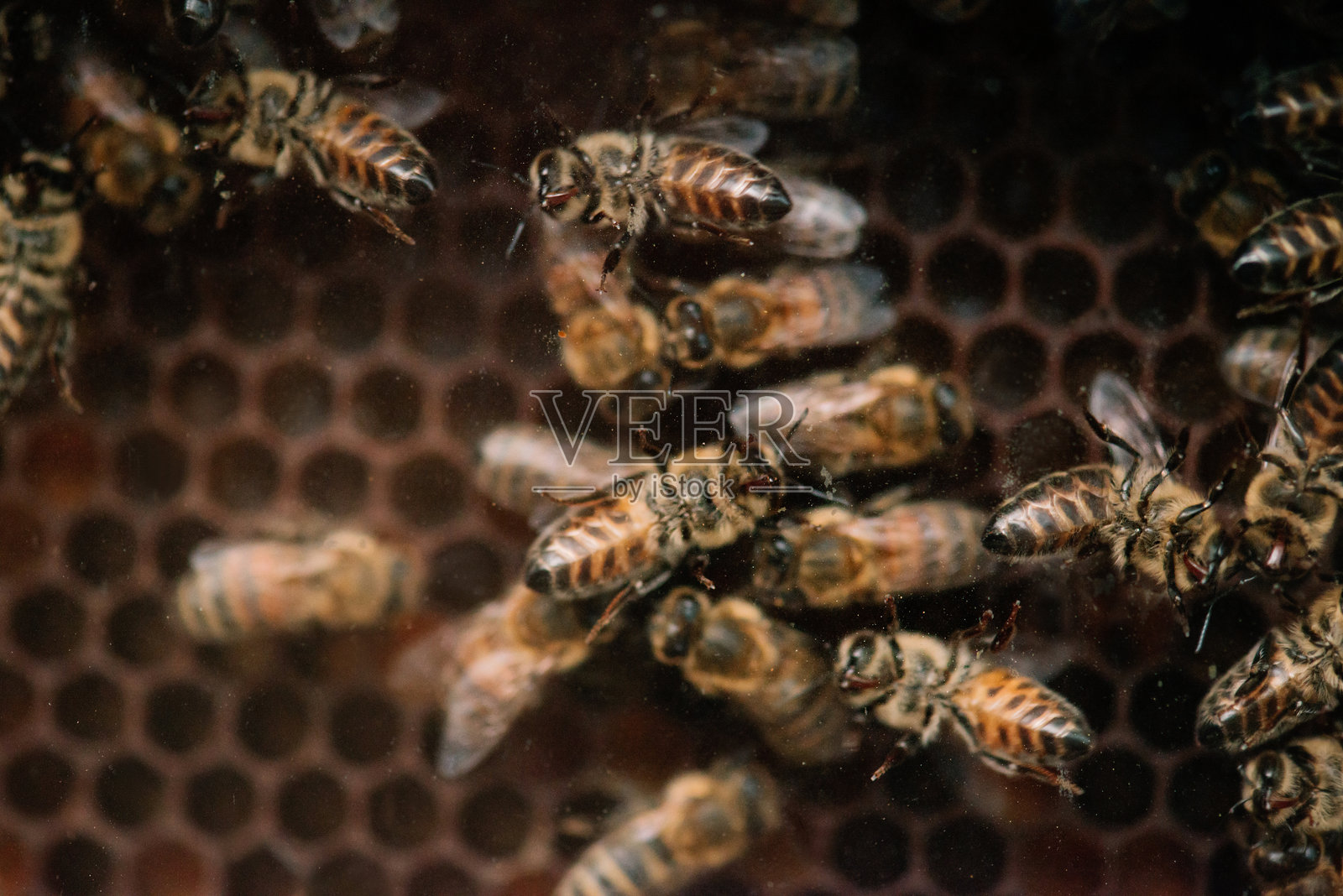 蜜蜂窝的特写，带有蜂巢和一群蜜蜂。照片摄影图片
