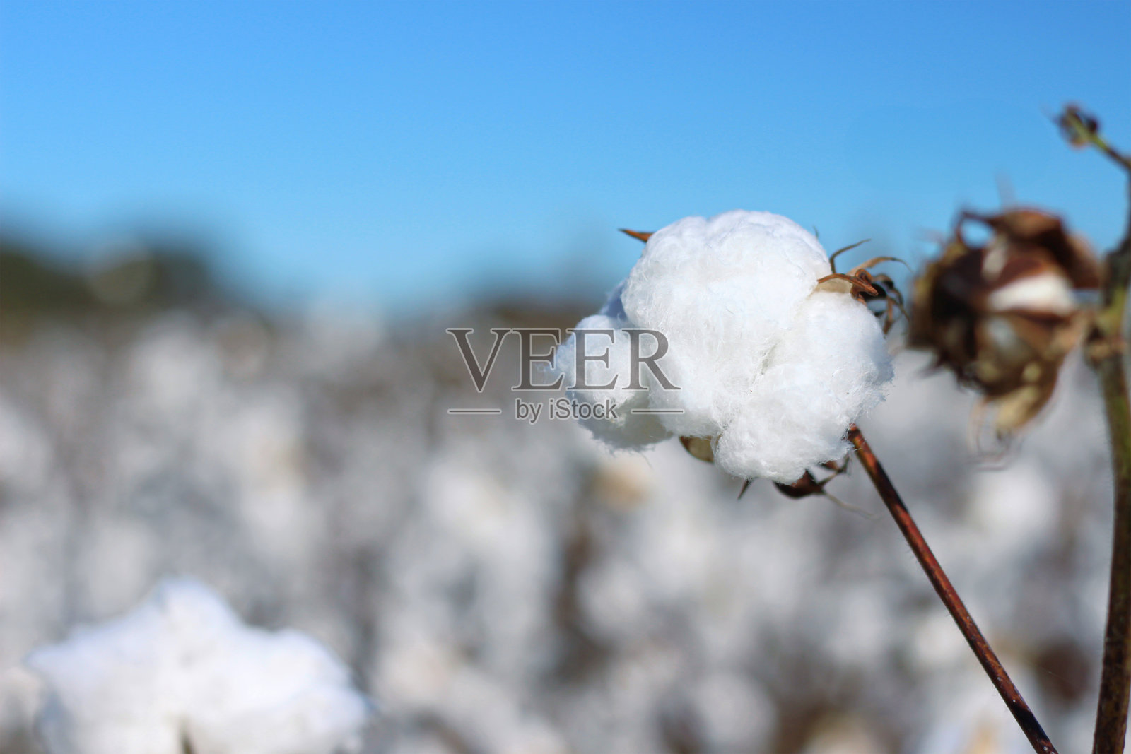 北卡罗来纳州法姆维尔的棉花田照片摄影图片