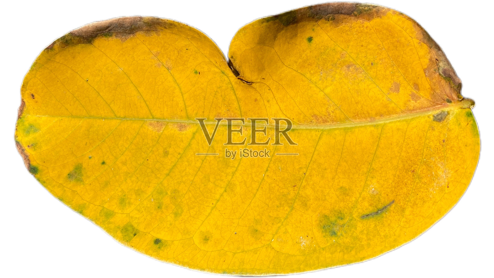 白色背景上的叶子照片摄影图片