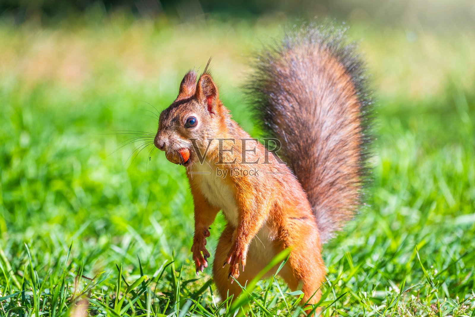 秋天的松鼠站在绿草上，周围有落下的黄色树叶。照片摄影图片