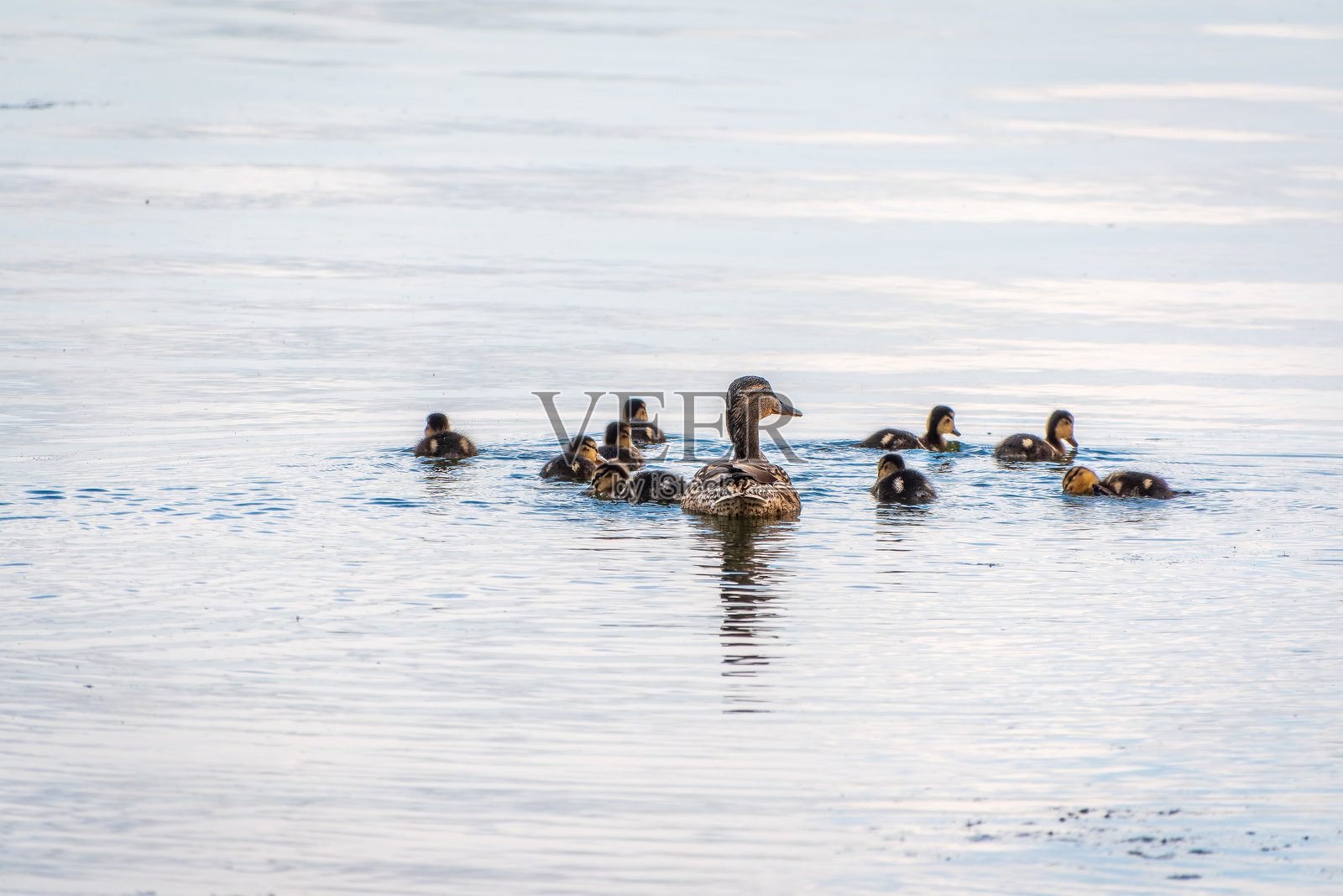 一群鸭子，母鸭和它的小鸭子们在水中游泳。母鸭照顾着它的新生小鸭子。绿头鸭，拉丁名：Anas platyrhynchos照片摄影图片