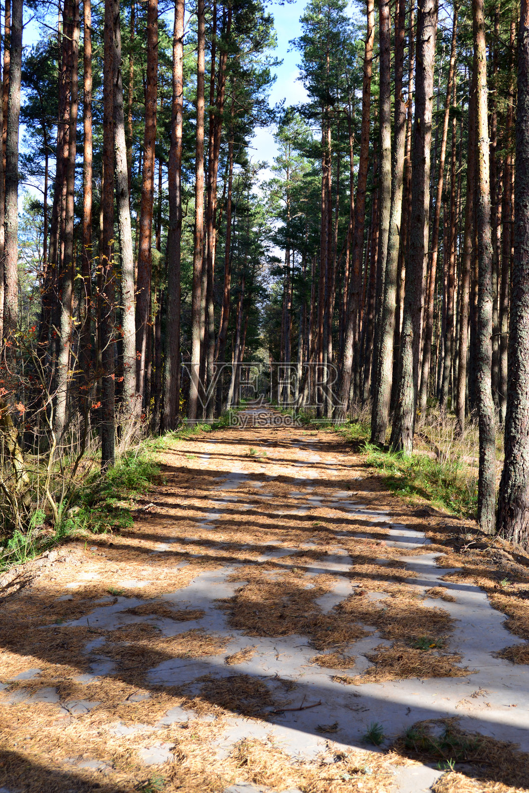 一条森林小路，周围是松树和泛黄的松针与落叶。照片摄影图片