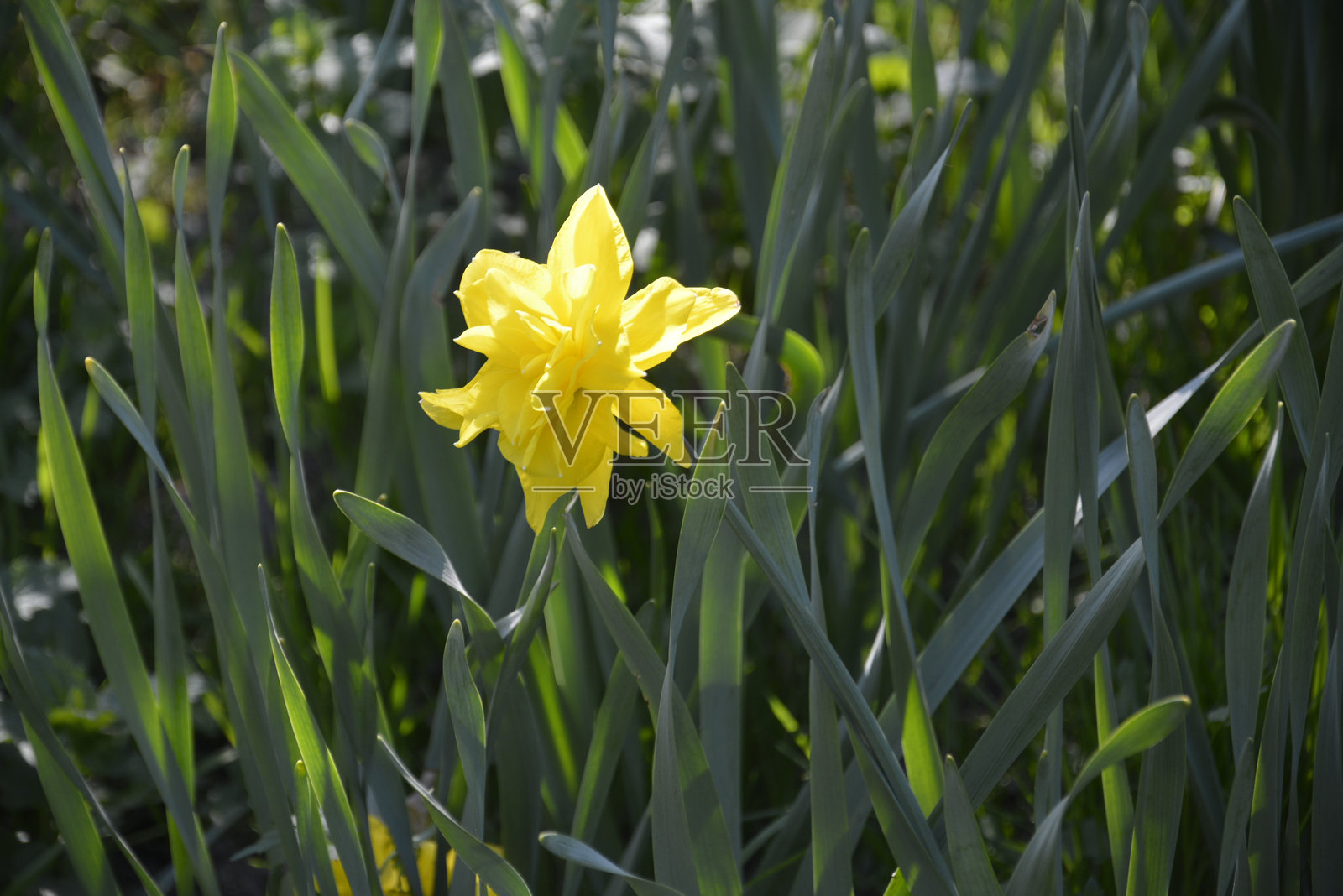 水仙花照片摄影图片
