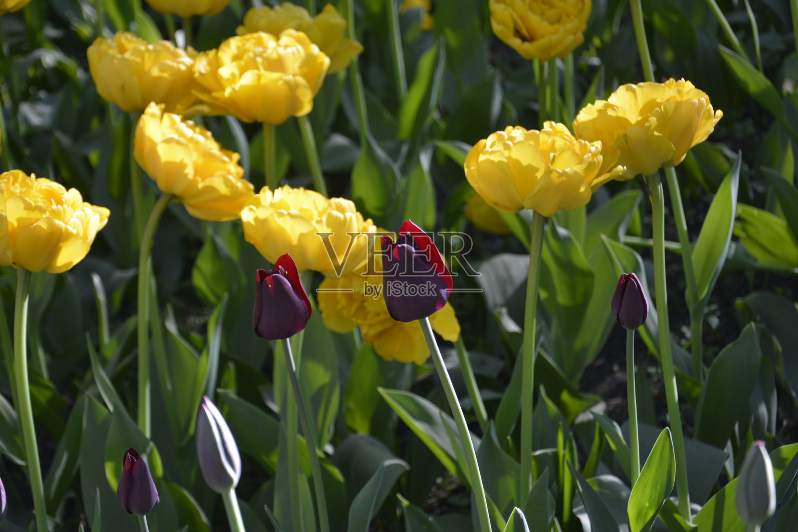 郁金香照片摄影图片