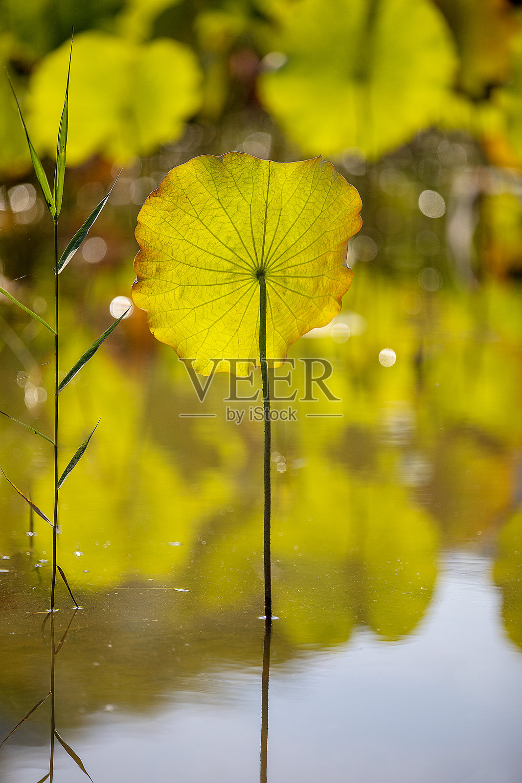 莲花照片摄影图片