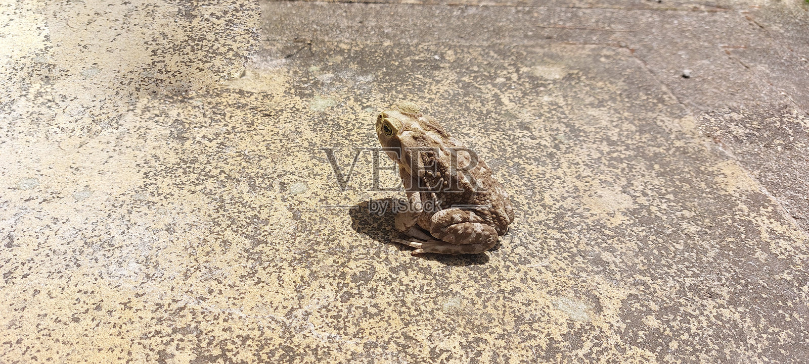 水泥地上的青蛙照片摄影图片