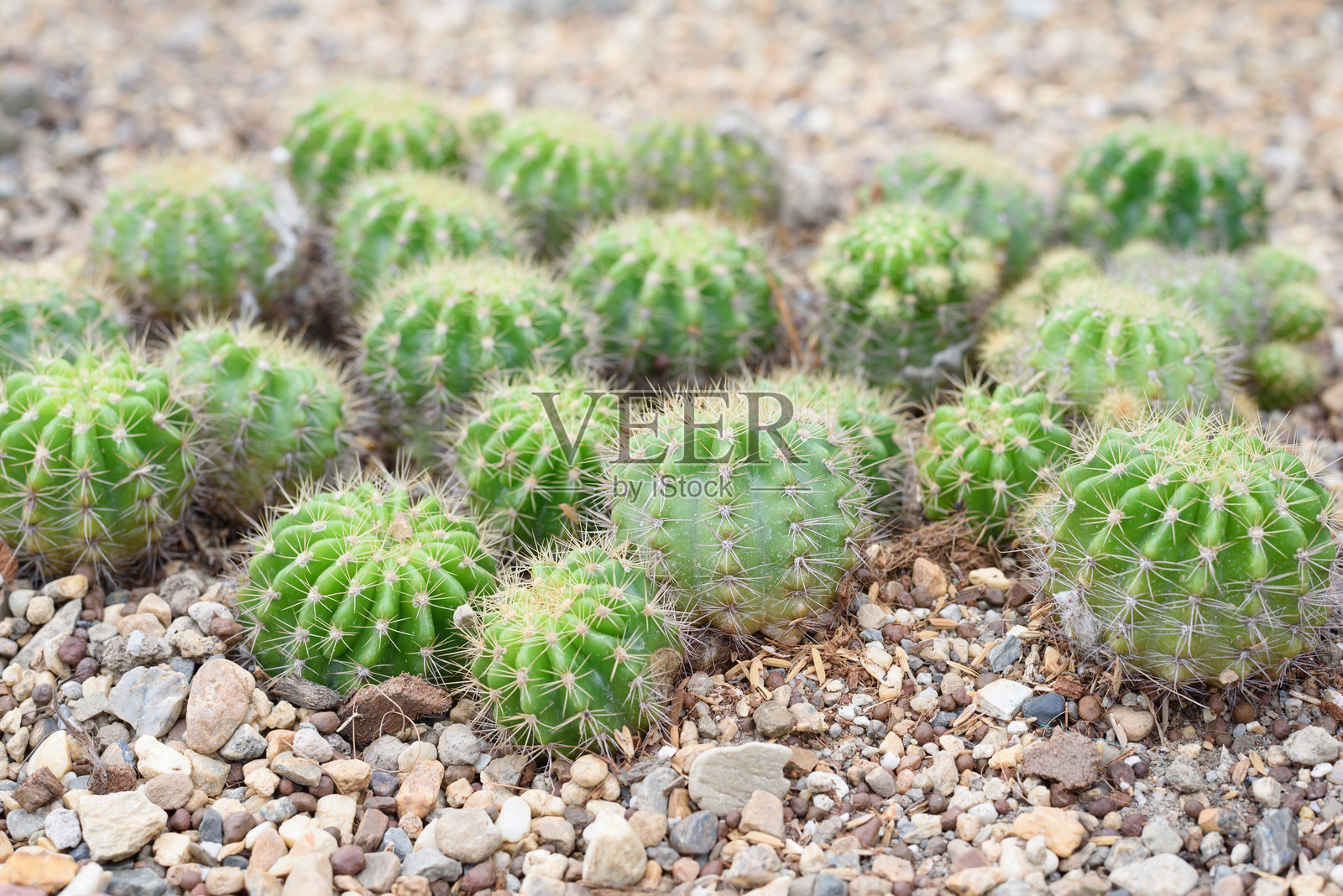 用于花园装饰的仙人掌沙漠植物照片摄影图片