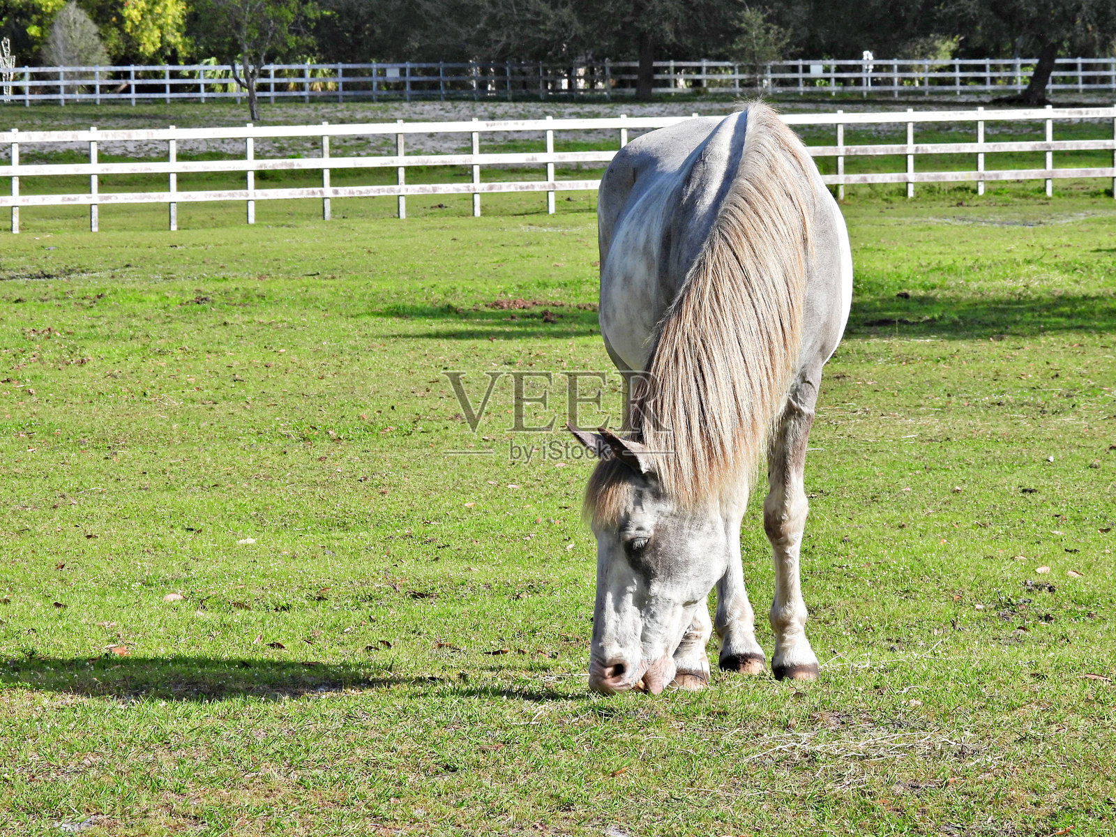 马 (Equus ferus caballus)照片摄影图片