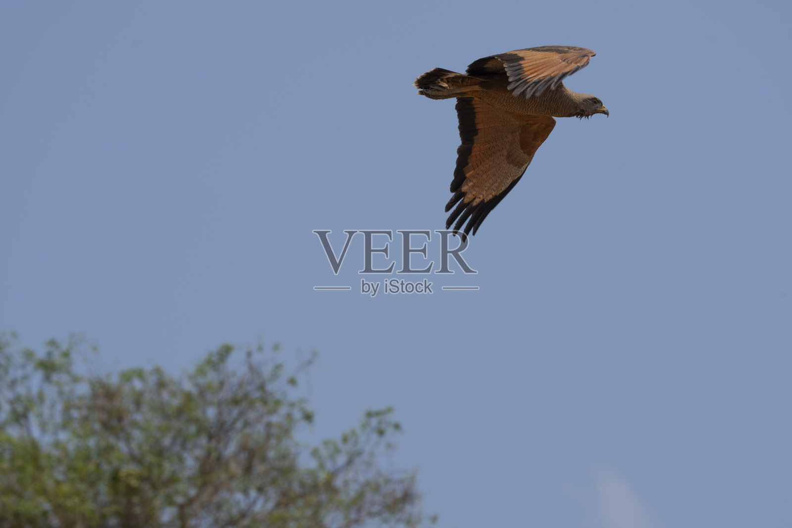 萨凡纳鹰照片摄影图片