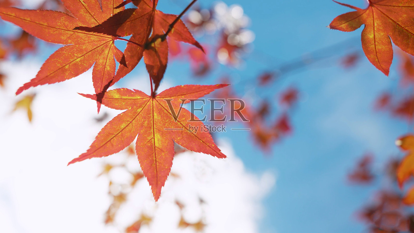 红色和橙色的枫叶照片摄影图片