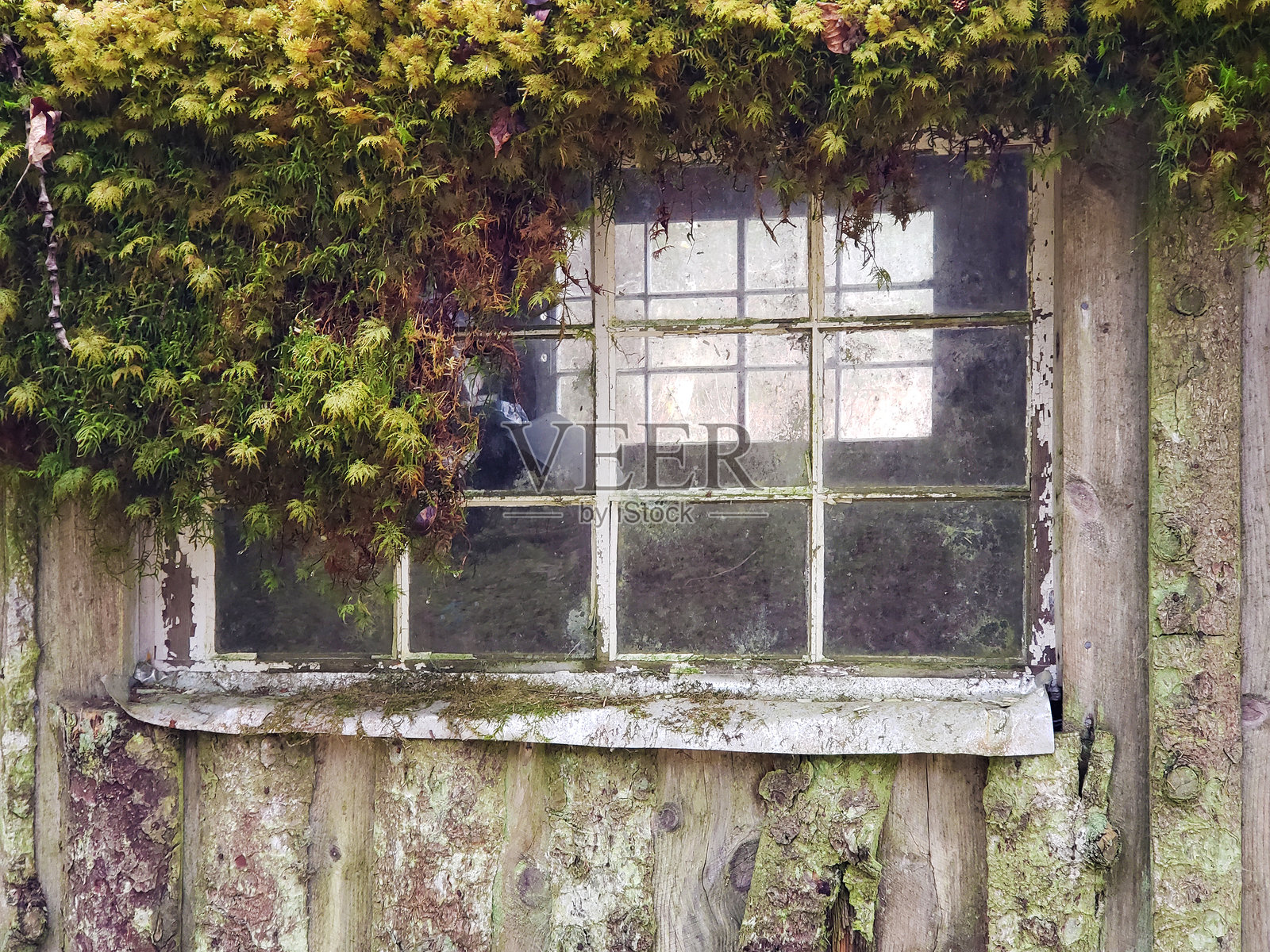 悲惨的被遗弃的小屋，长满苔藓照片摄影图片