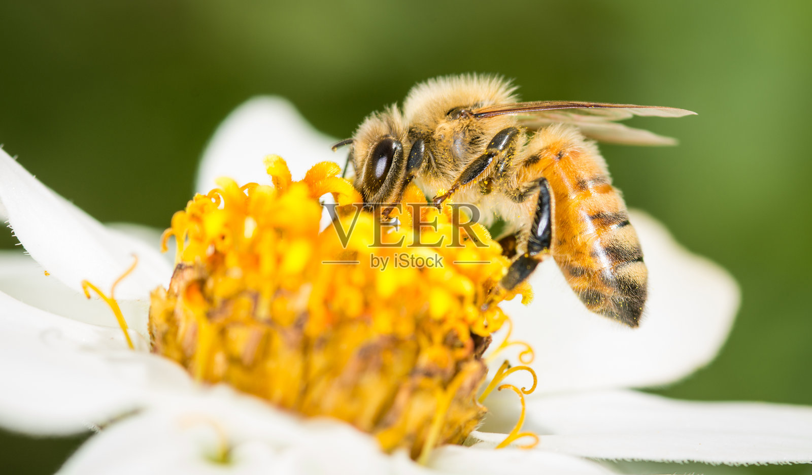 蜜蜂在花朵上采集花蜜照片摄影图片