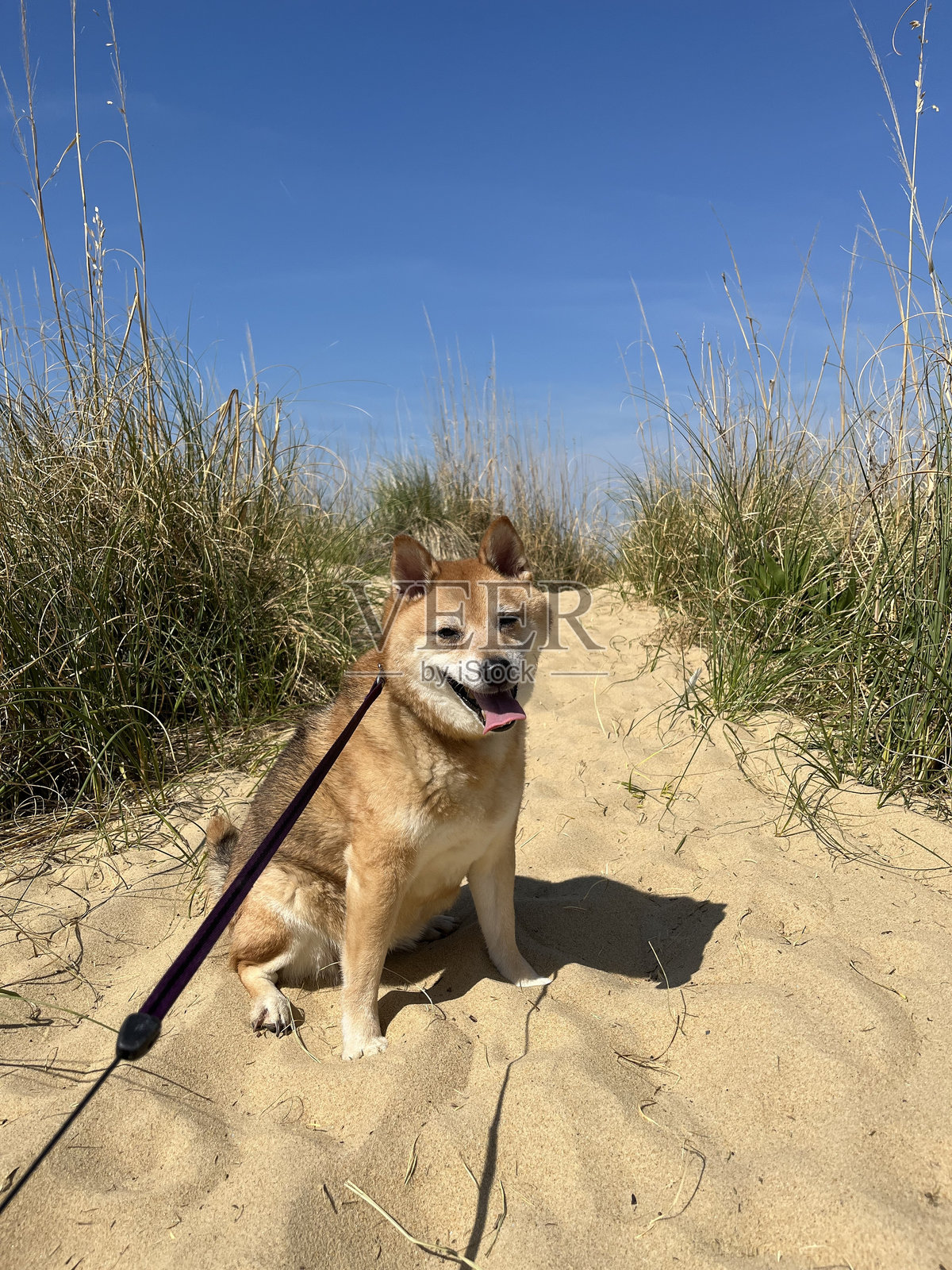 海滩上的柴犬照片摄影图片