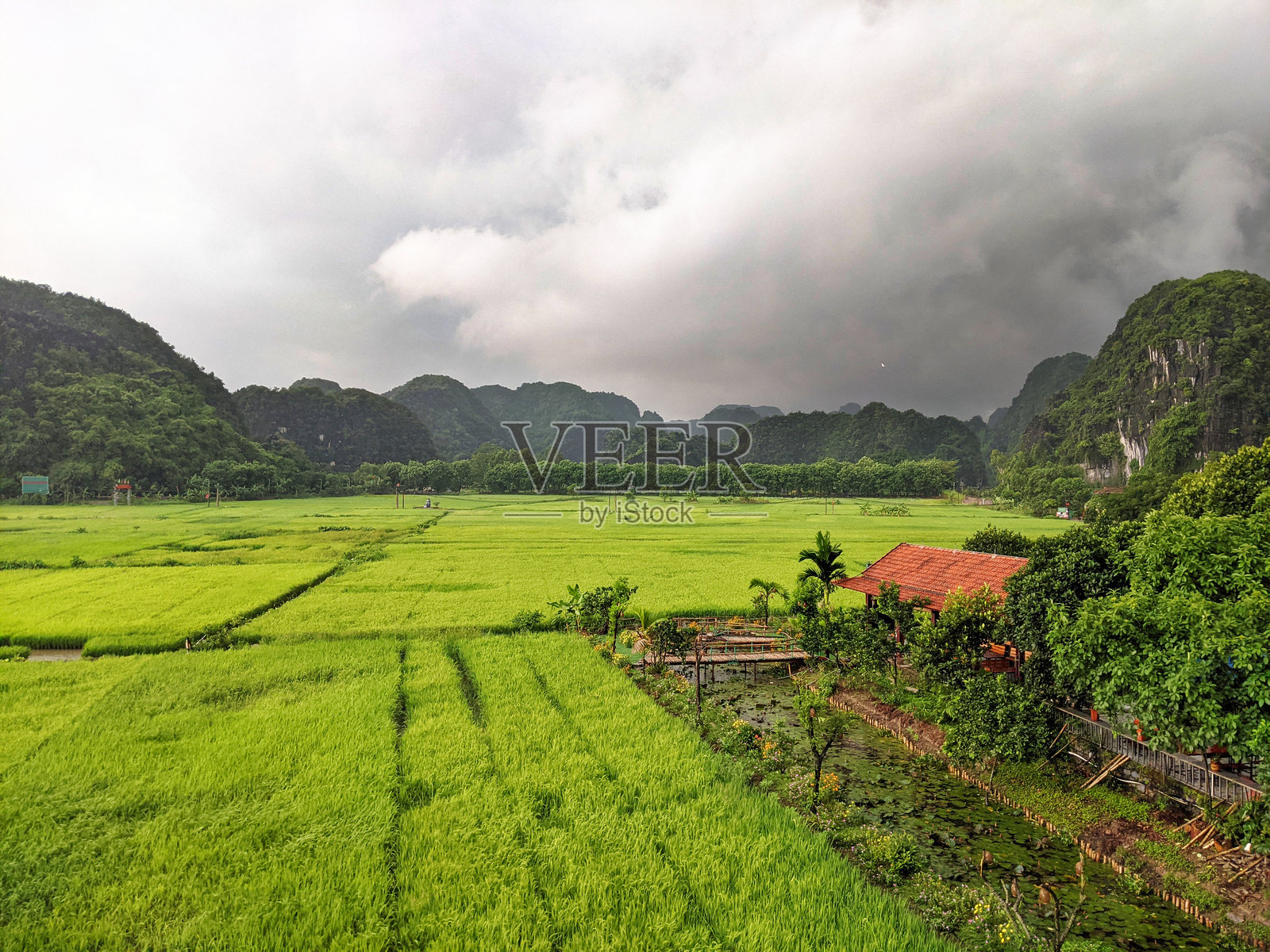 越南宁平 - 水稻田照片摄影图片