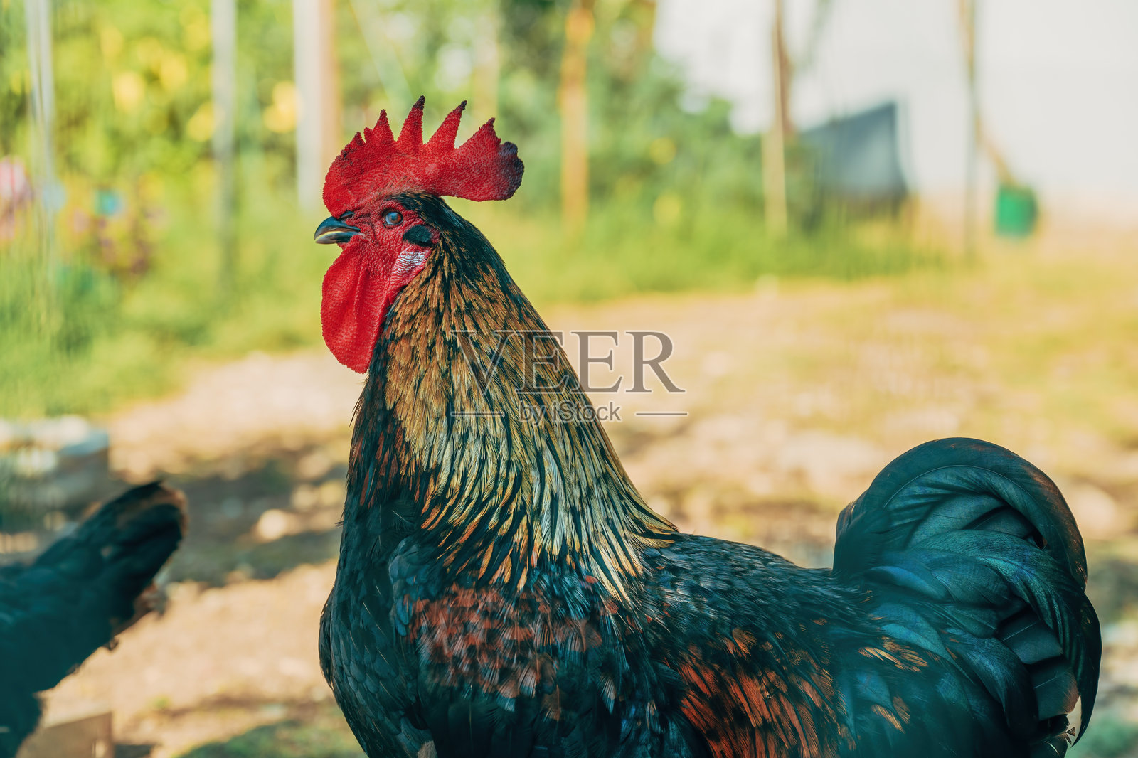 农场后院的公鸡照片摄影图片