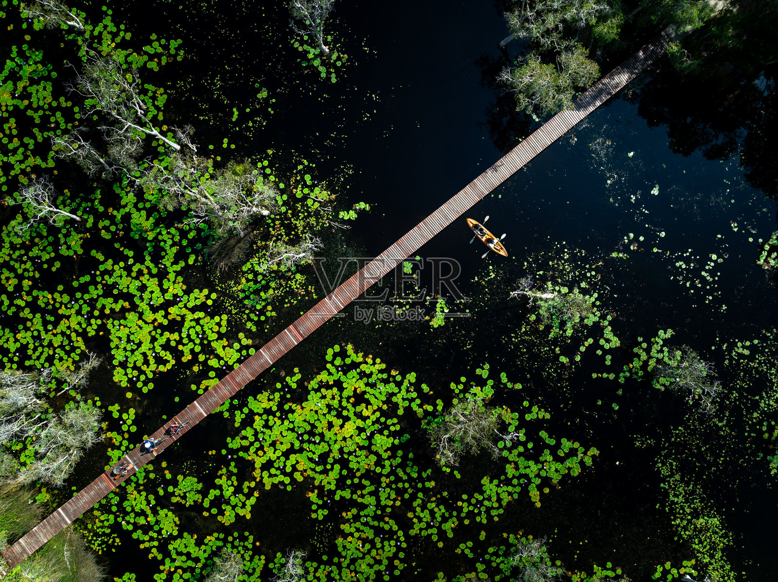 游客骑自行车和划皮艇欣赏红桥莱勇植物园的莲花沼泽自然景观，俯视图。照片摄影图片