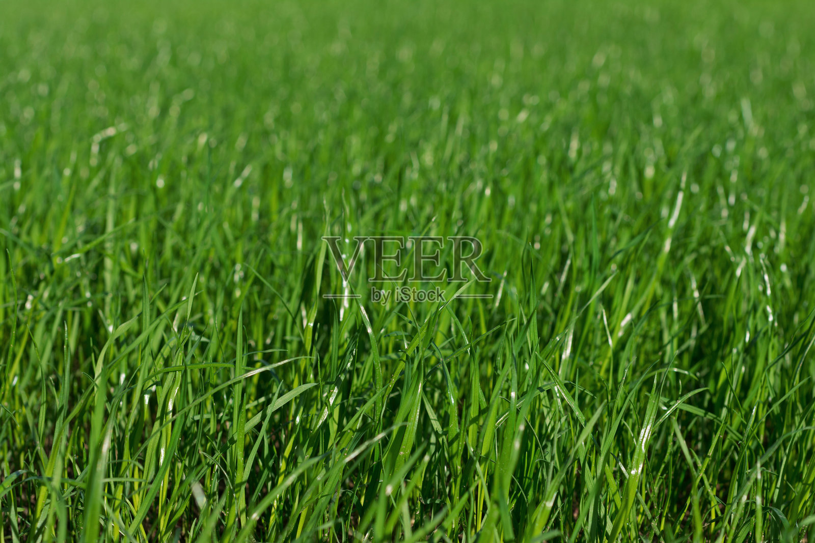 绿色草坪的特写照片摄影图片