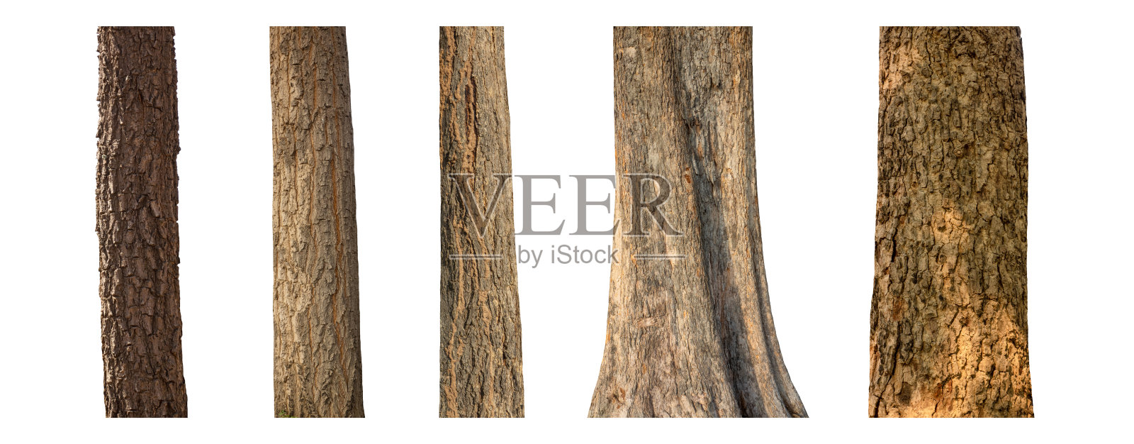 白色背景上的孤立树干集合。照片摄影图片