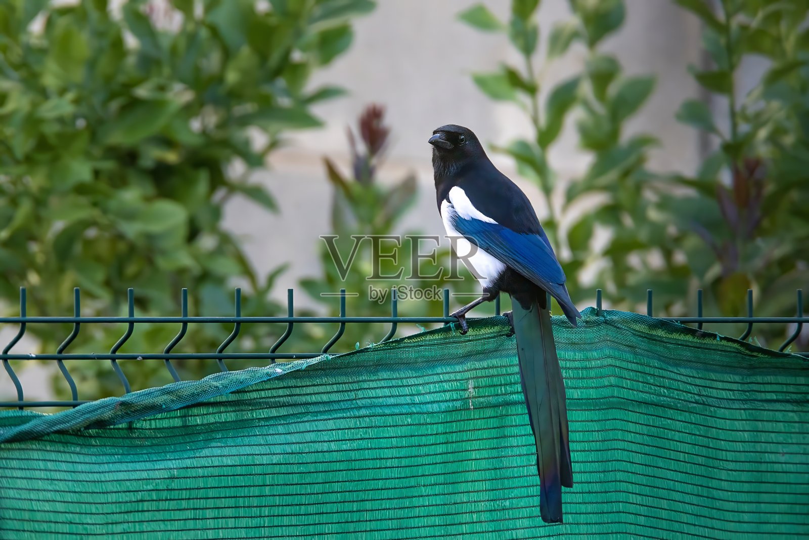 喜鹊（Pica pica），一种属于鸦科的雀鸟，拥有黑色、白色和蓝色的羽毛，栖息在栏杆上。照片摄影图片