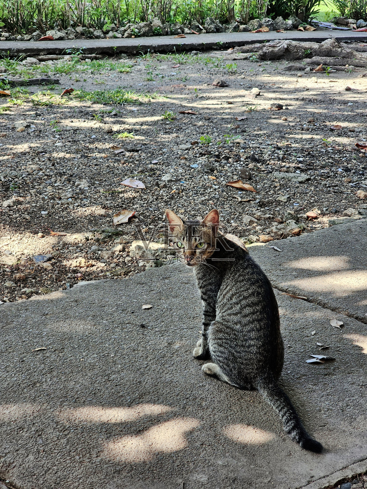 灰色猫咪专注地盯着照片摄影图片