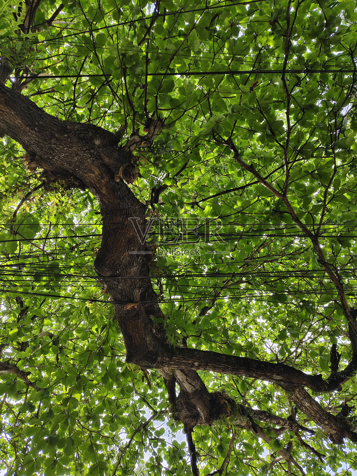 从低角度拍摄的树木特写，电线穿过树木。照片摄影图片