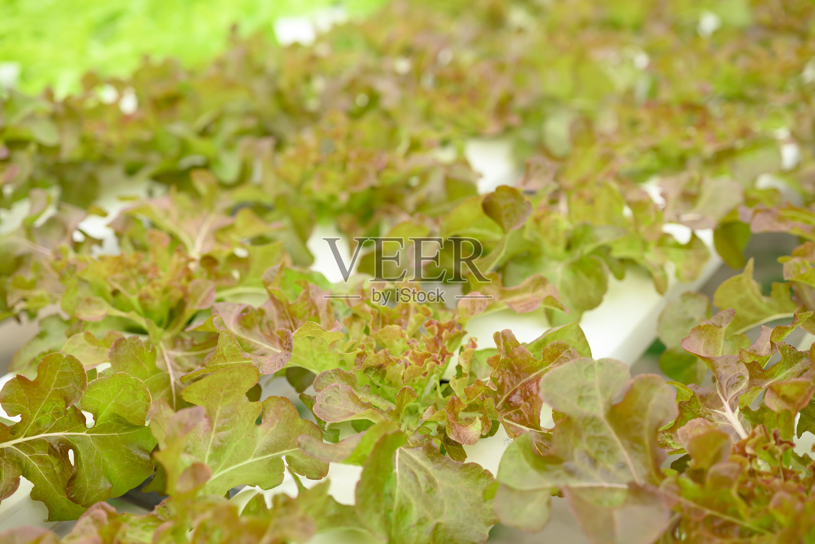 温室中水培红叶生菜植物的生长照片摄影图片