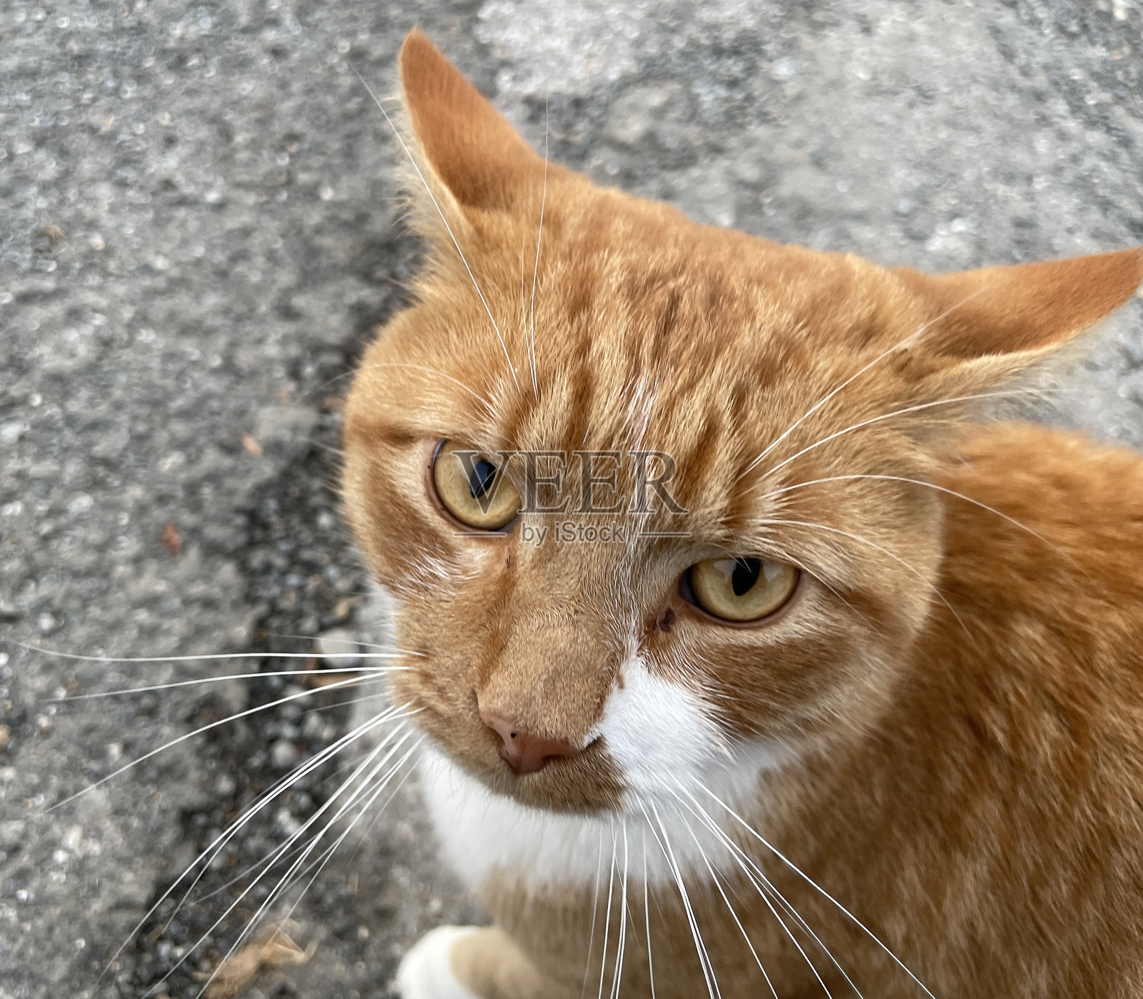 一只虎斑猫照片摄影图片