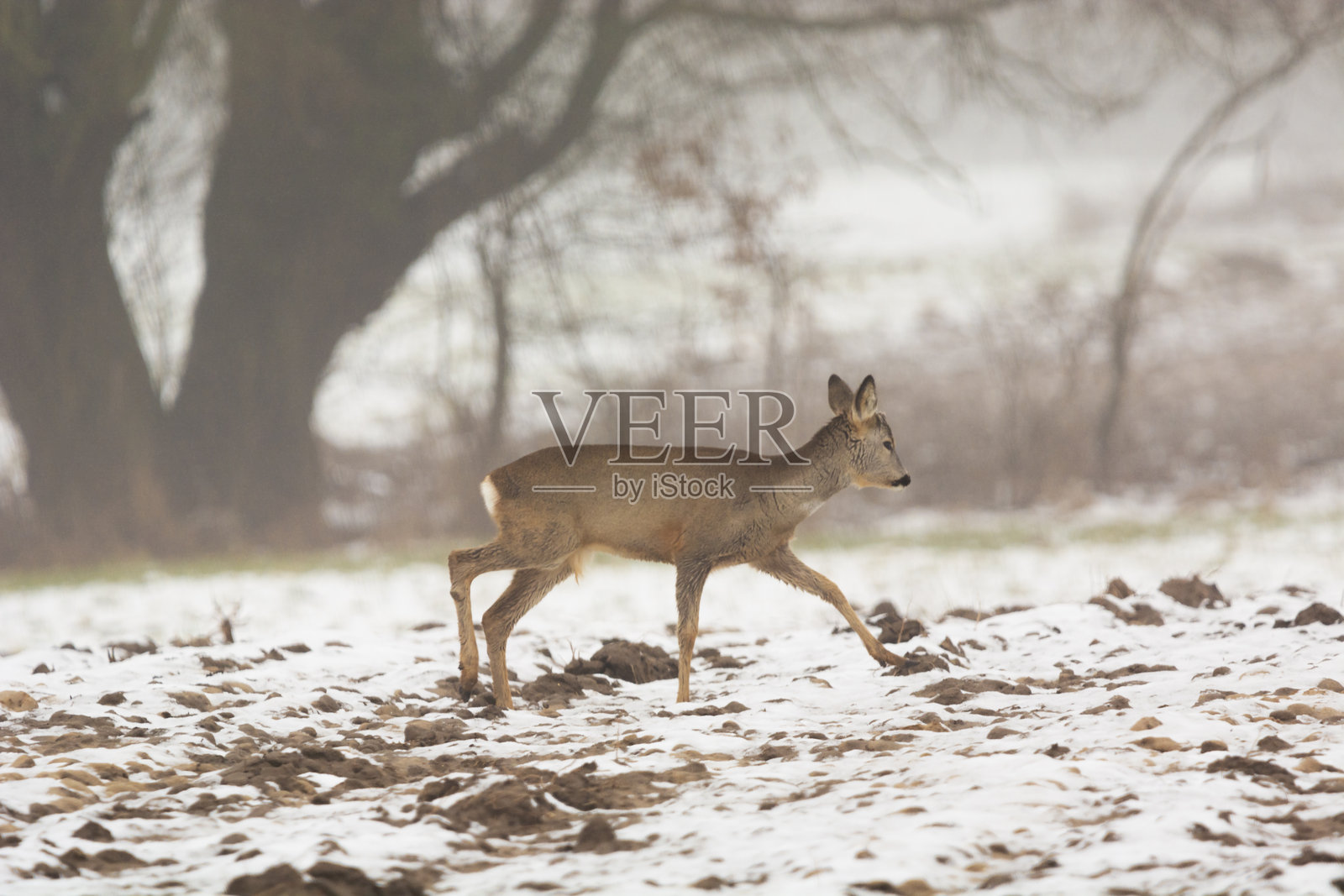 一只梅花鹿在雾霭弥漫的雪-covered农田中漫步照片摄影图片