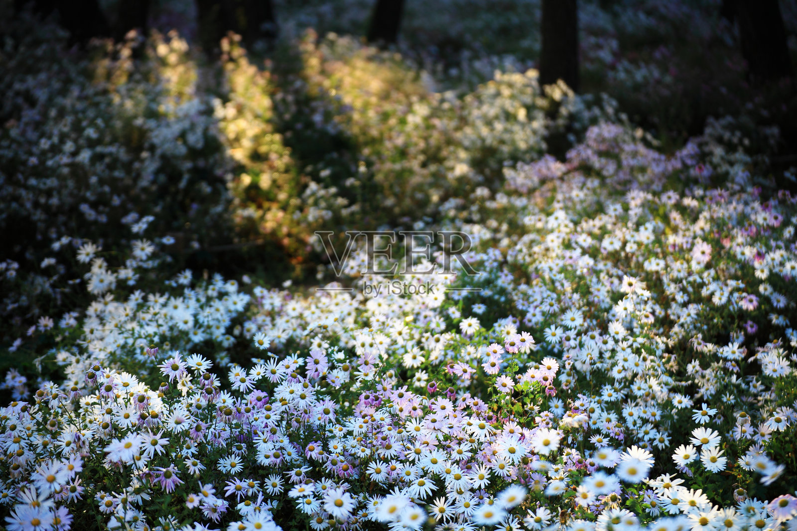 韩国庆尚南道密阳市公园的秋季风景，盛开着西伯利亚菊花。照片摄影图片