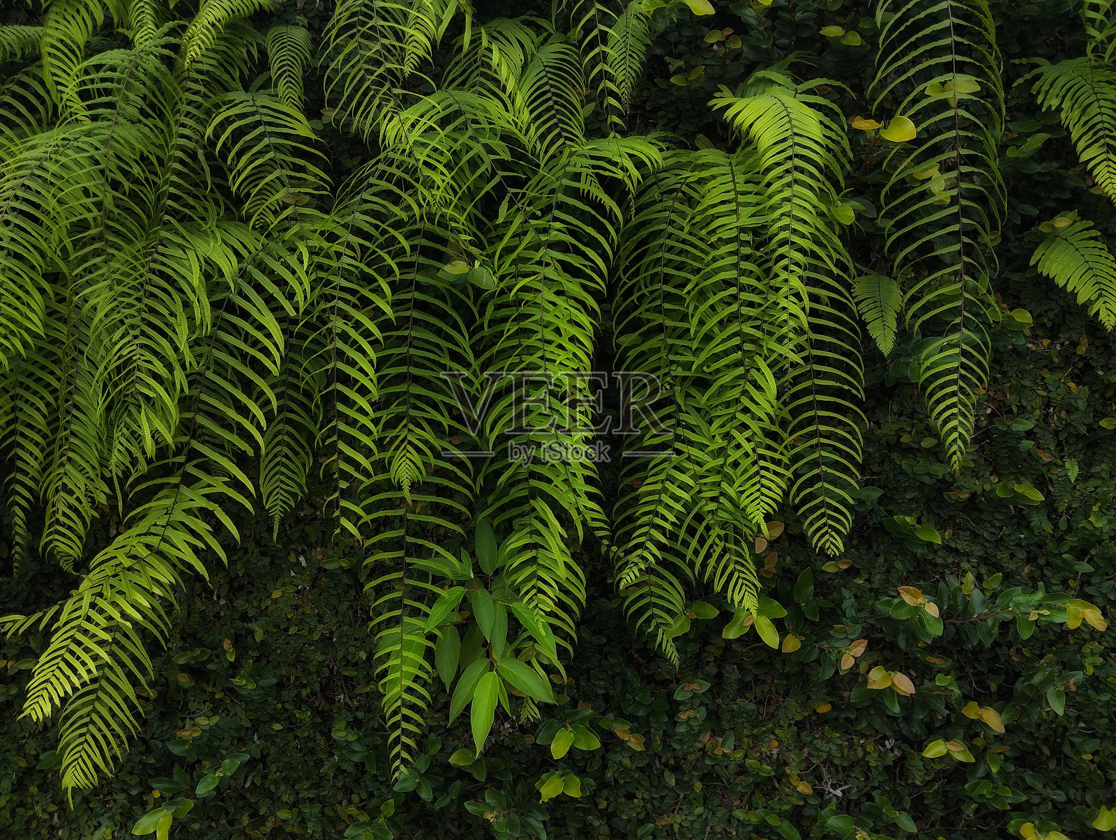 蕨类植物照片摄影图片