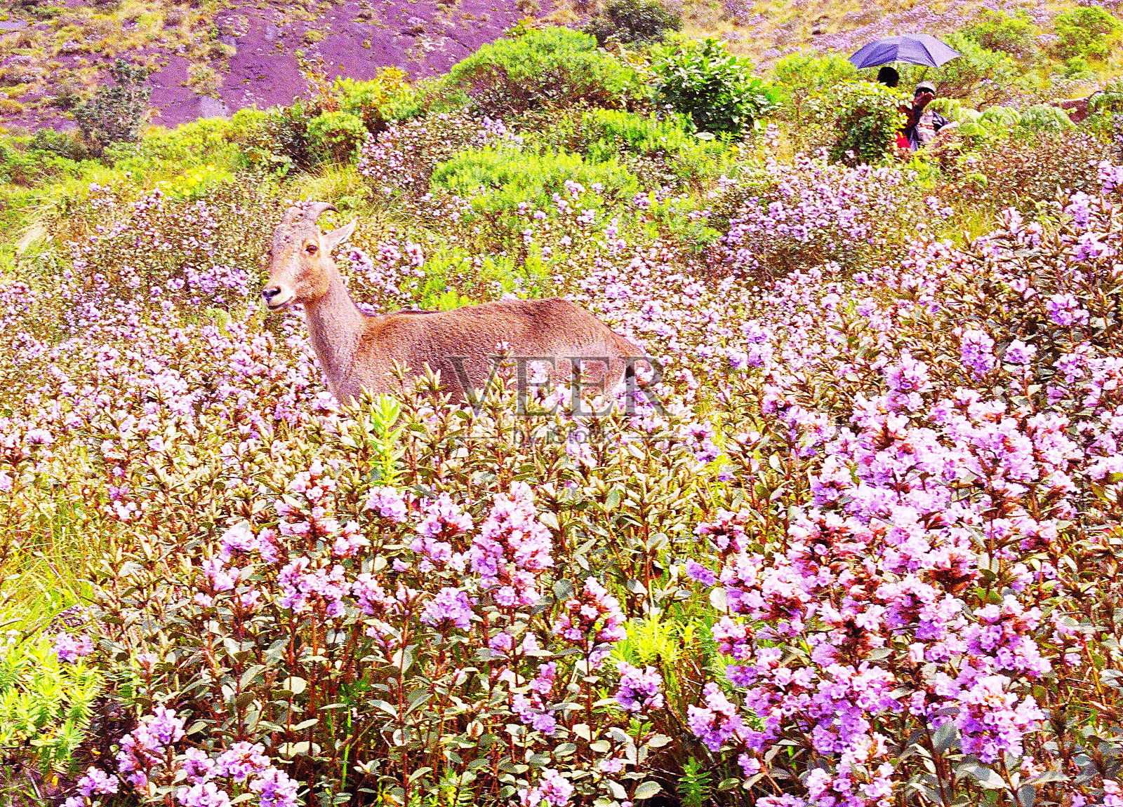尼拉吉里山羊和尼拉库林吉是西高止山脉特有的物种照片摄影图片