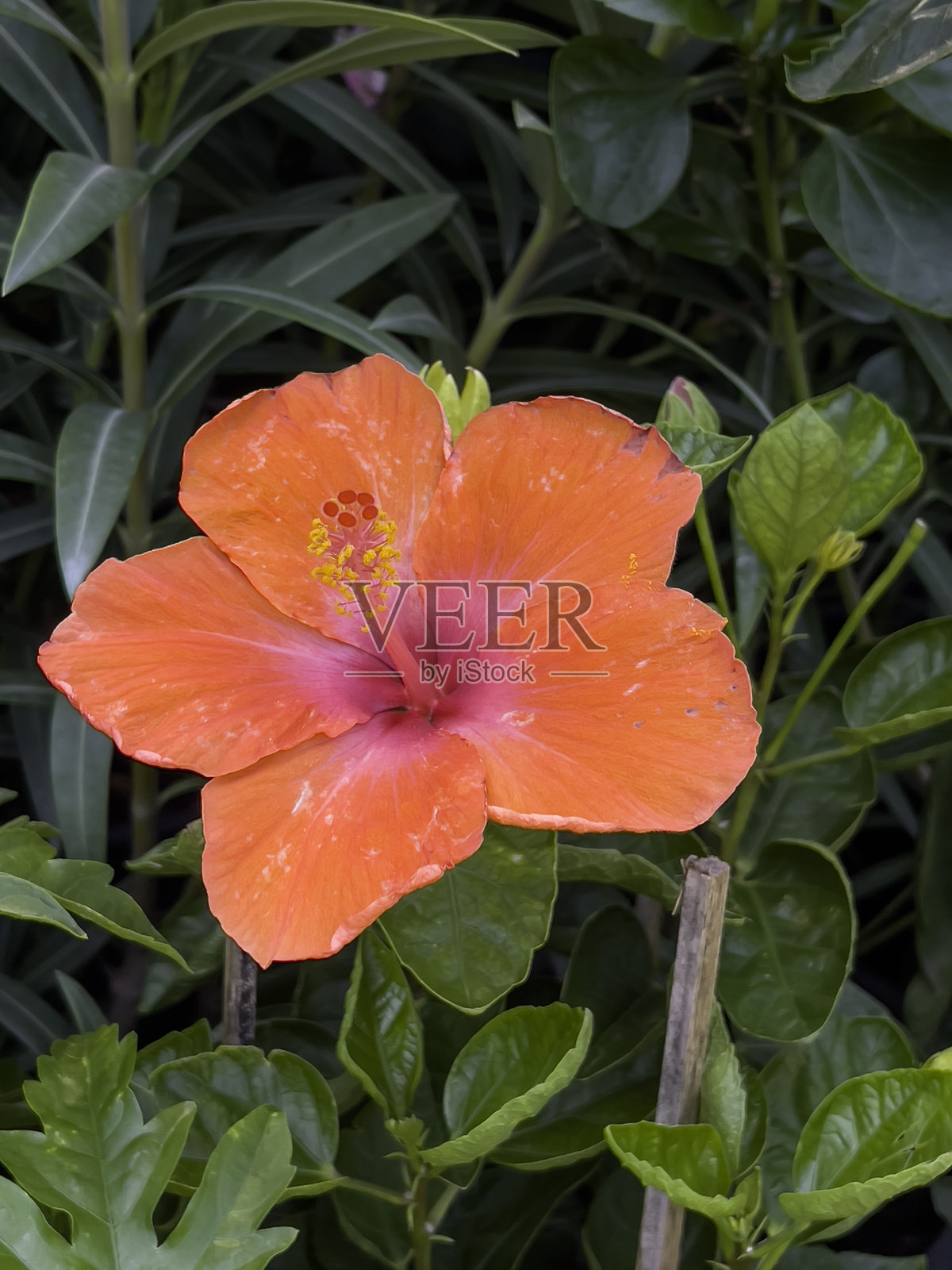 花卉市场出售各种热带植物照片摄影图片