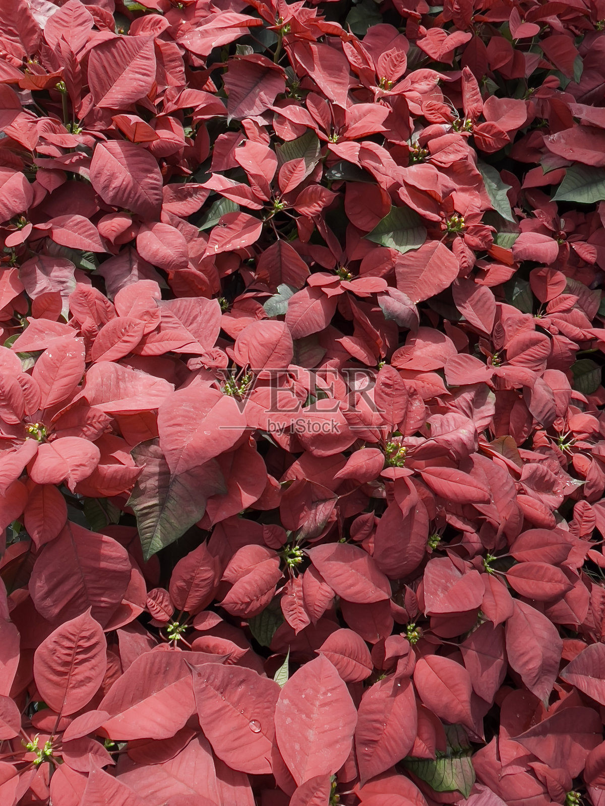 花卉市场出售各种热带植物照片摄影图片