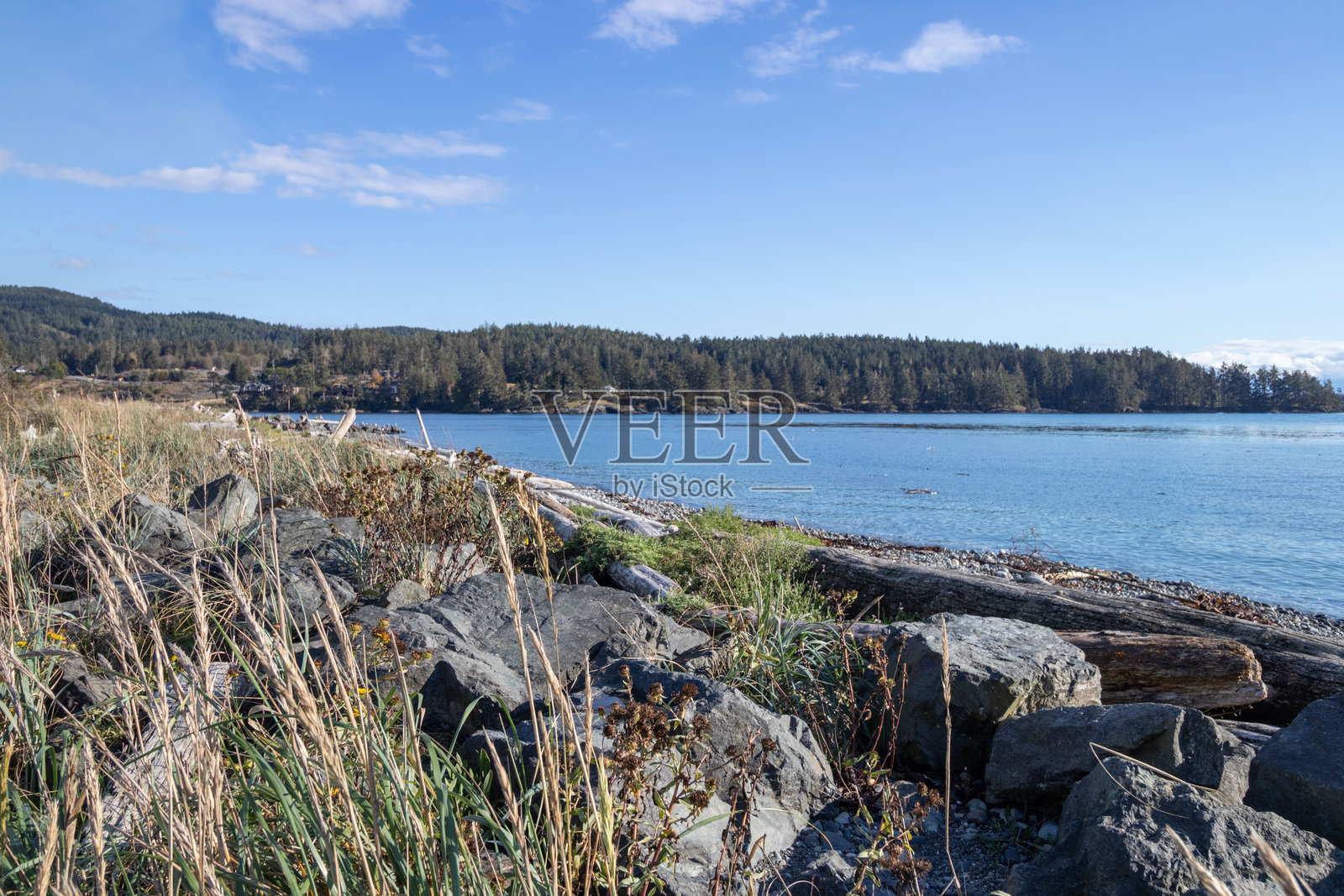 温哥华岛崎岖海岸旁是一片森林。照片摄影图片