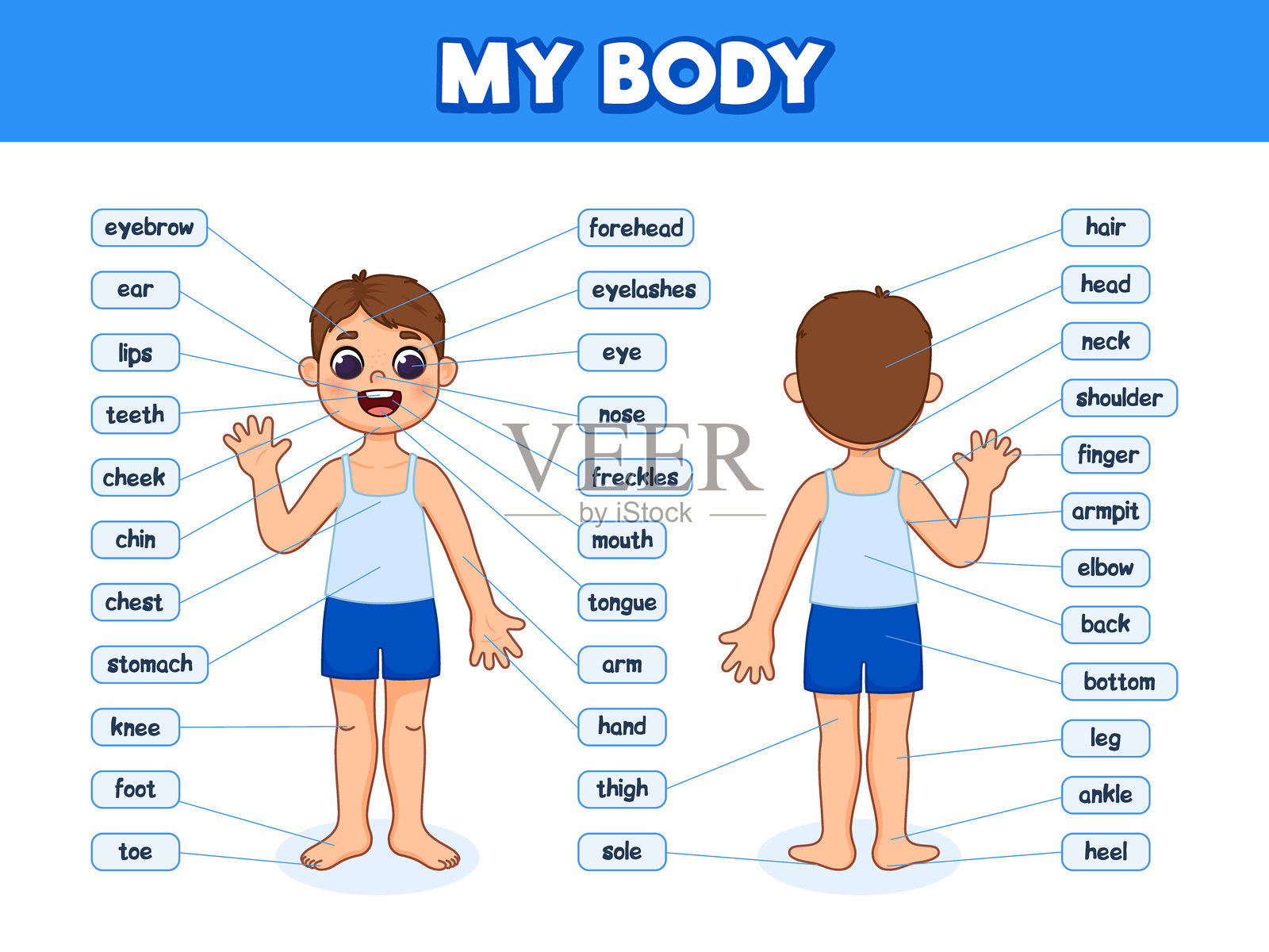 儿童人体部位图。男孩解剖学的插图。卡通风格插图。带有身体部位名称的解剖海报。插画图片素材