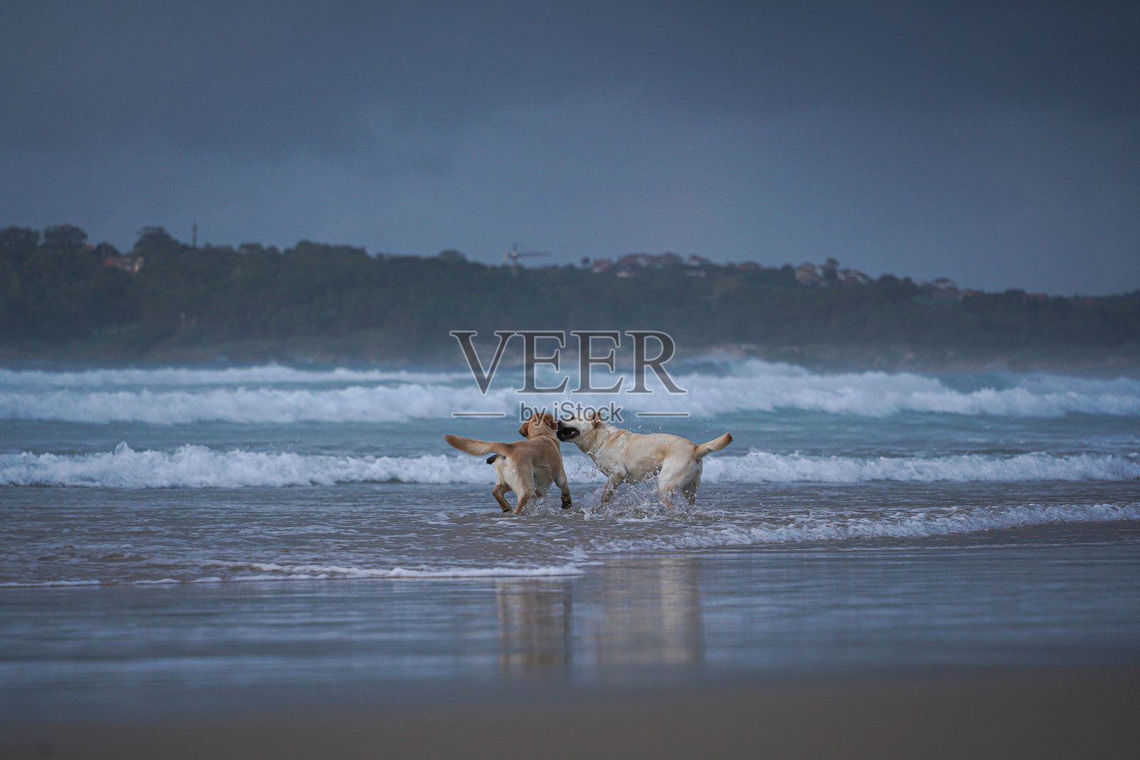 拉布拉多寻回犬照片摄影图片