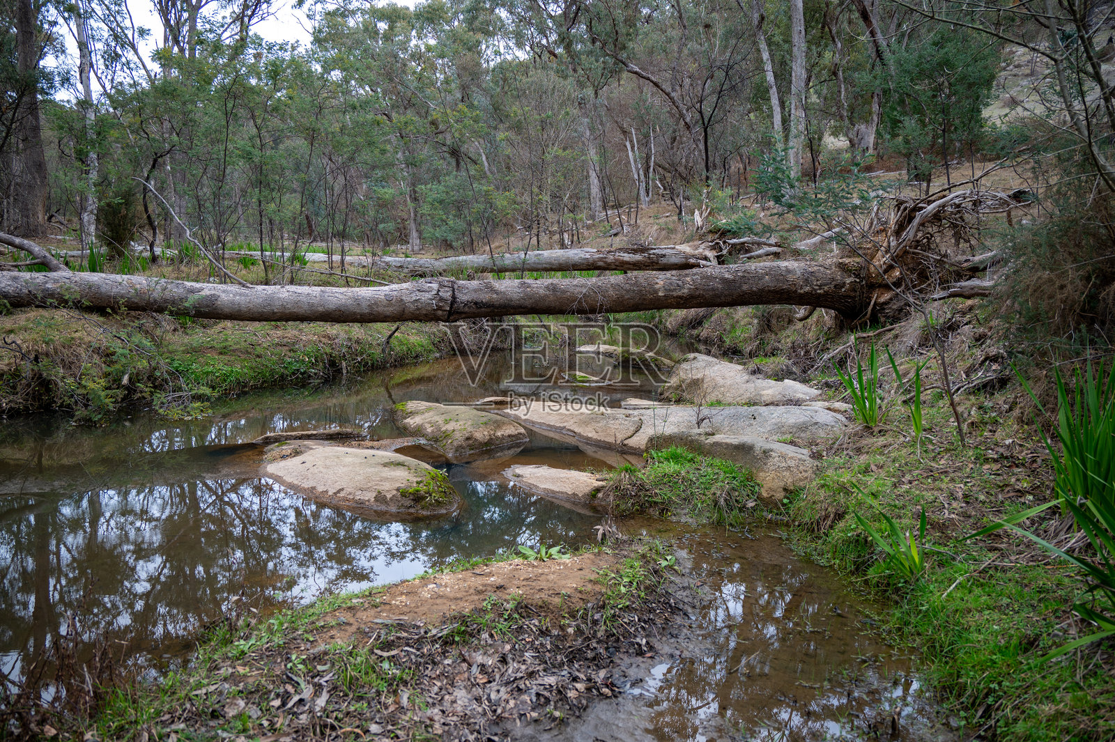 比奇沃斯附近的春溪照片摄影图片