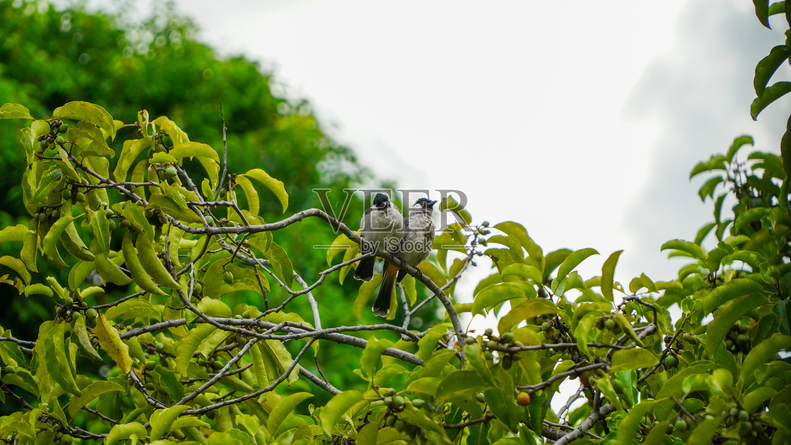 一对在树枝顶端休息的雀鸟。浪漫的雀鸟照片摄影图片