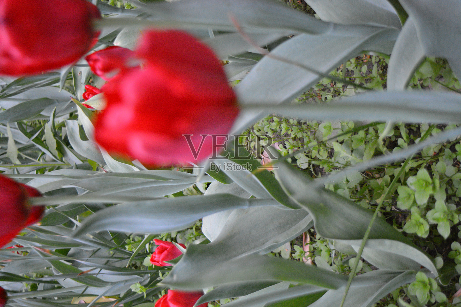 郁金香照片摄影图片