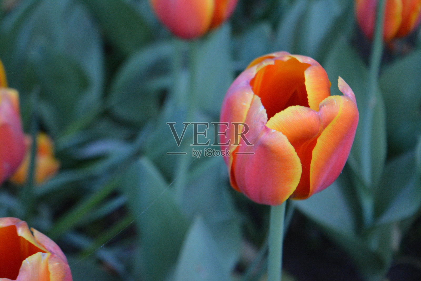 郁金香照片摄影图片