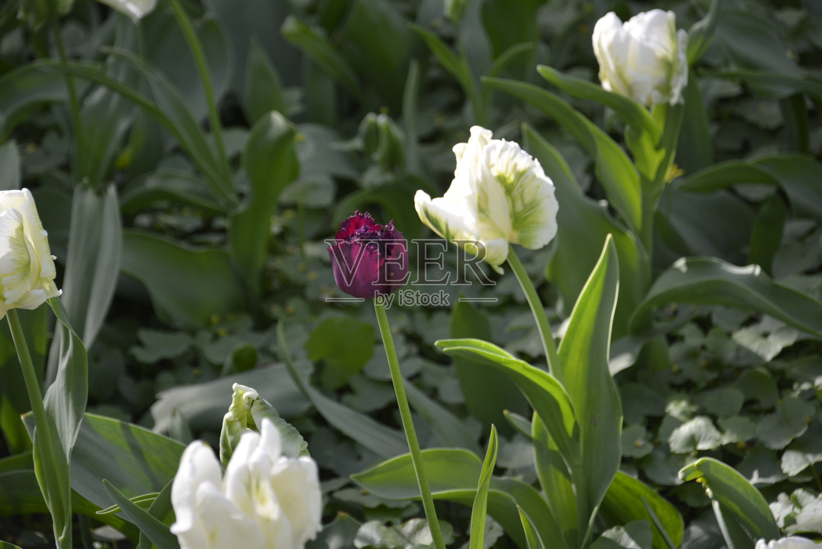 郁金香照片摄影图片