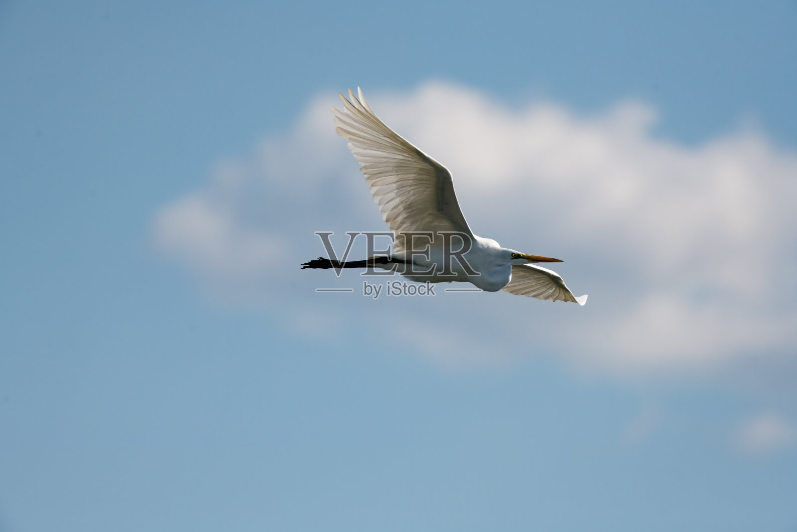一只白鹭在蓝天中飞翔。照片摄影图片