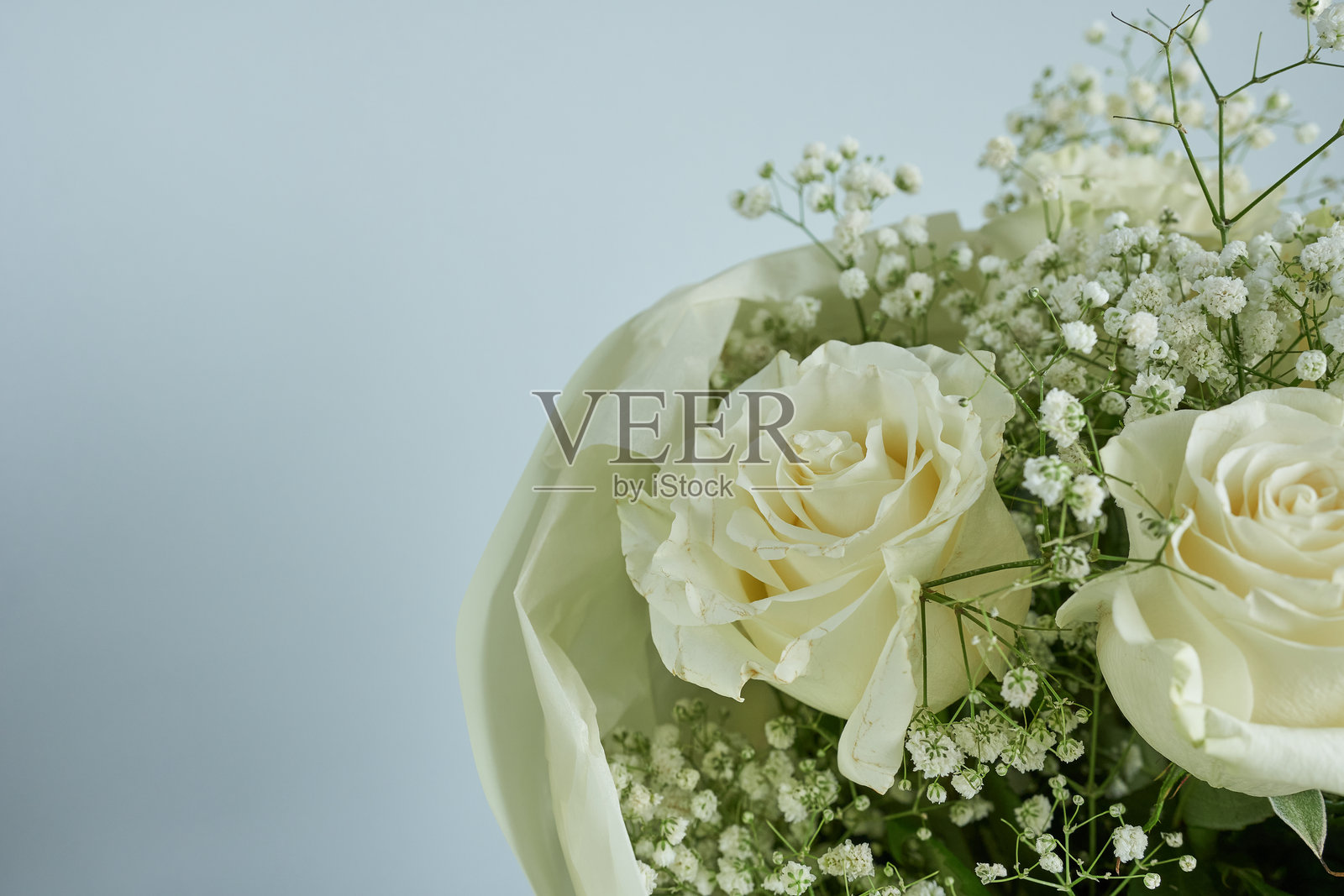 蓝色背景上的白玫瑰和满天星花束照片摄影图片