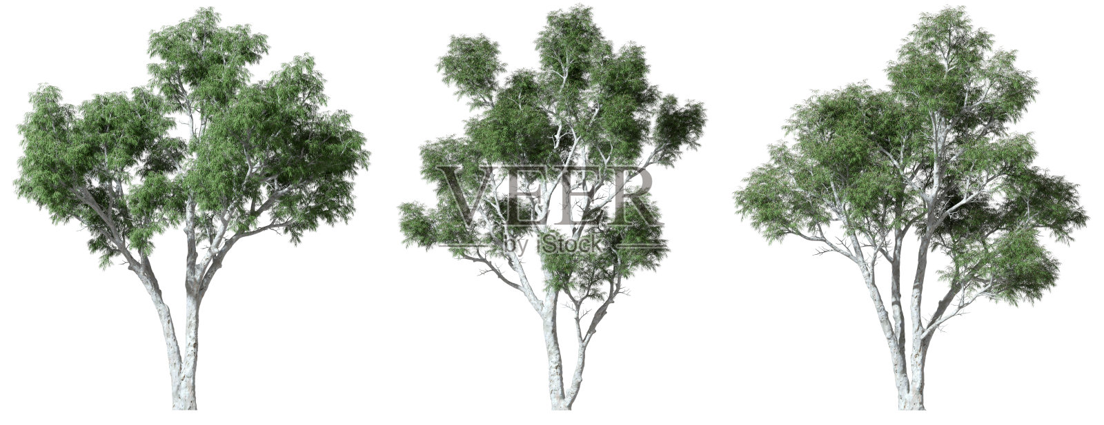 丛林树木白色木材剪切白色背景3D渲染照片摄影图片