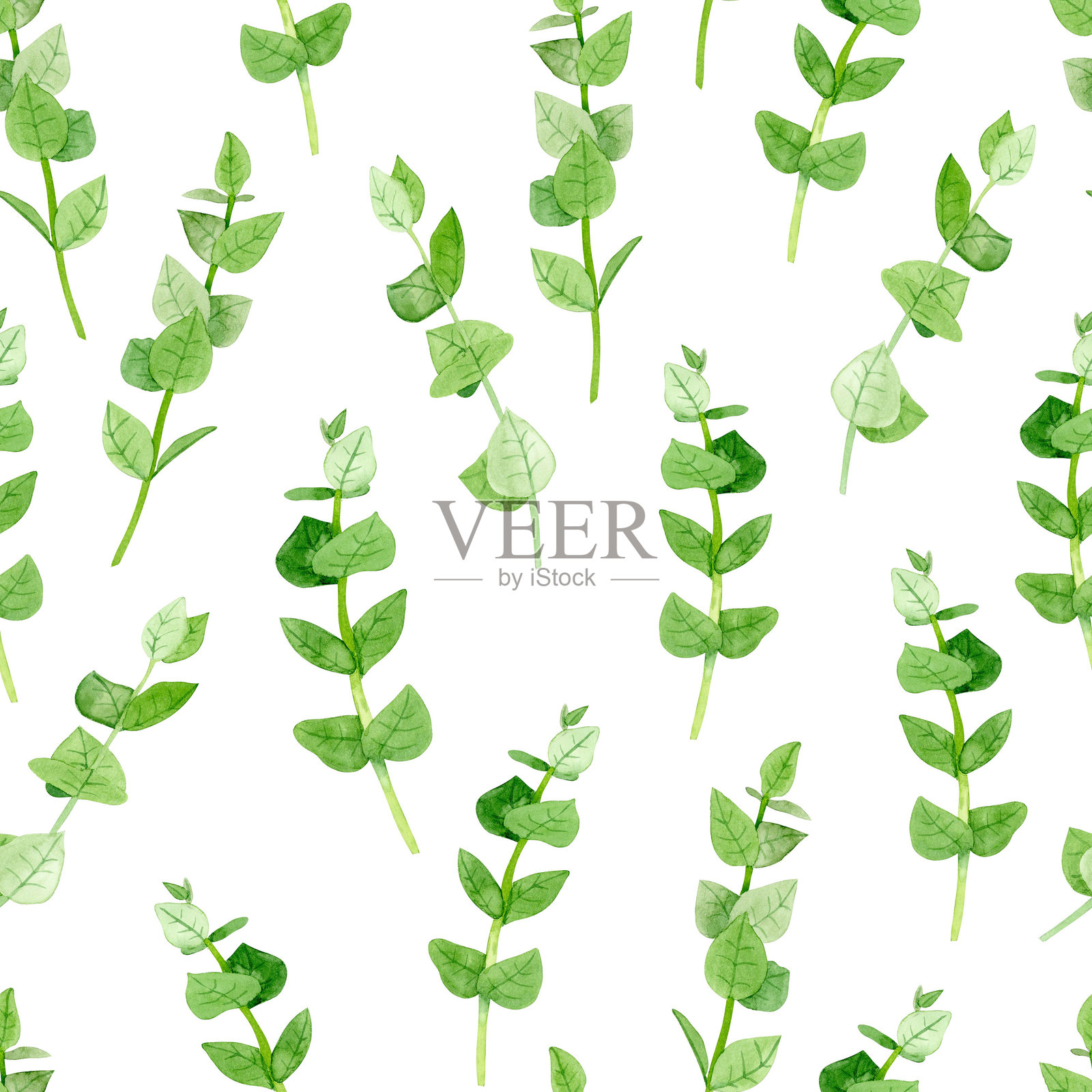 绿色枝条，手绘水彩插图，白色背景。插画图片素材