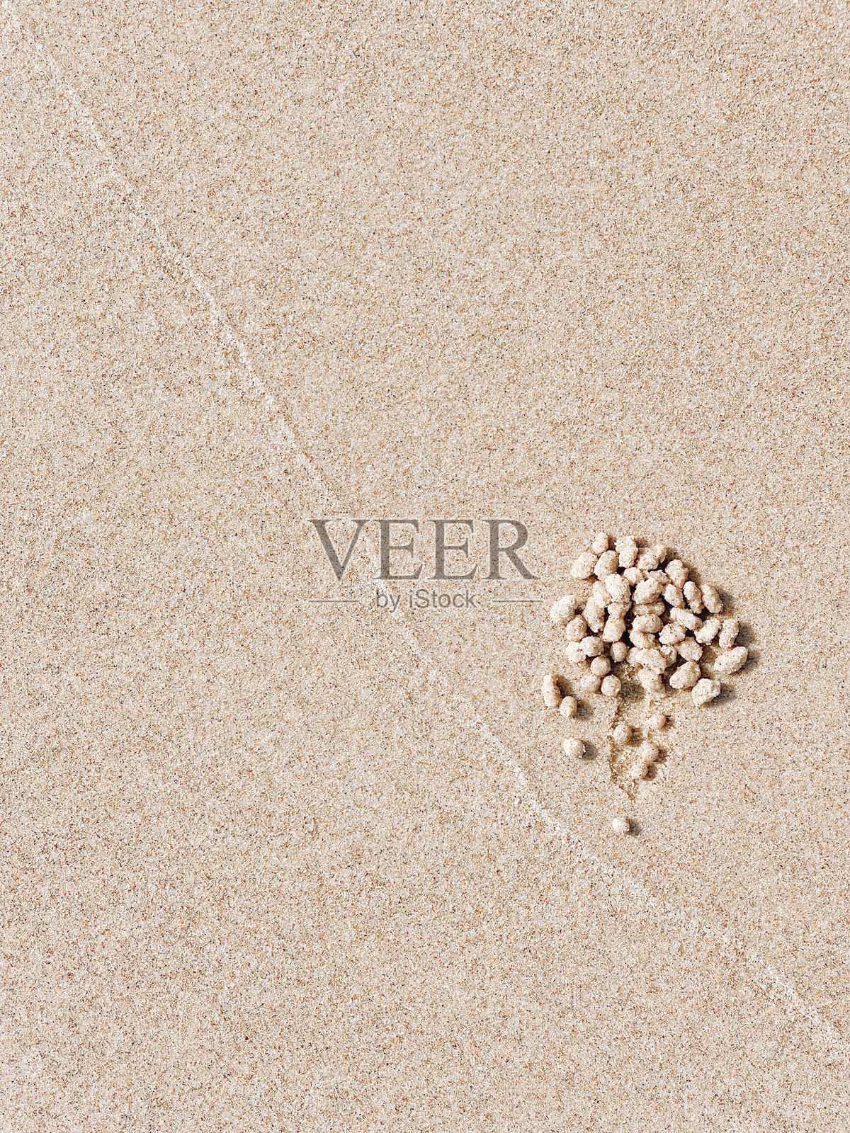 沙滩上的螃蟹沙球照片摄影图片